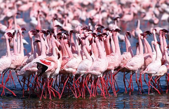 4 Days 3 Nights Kenya Safari Holiday Package to Lake Nakuru 